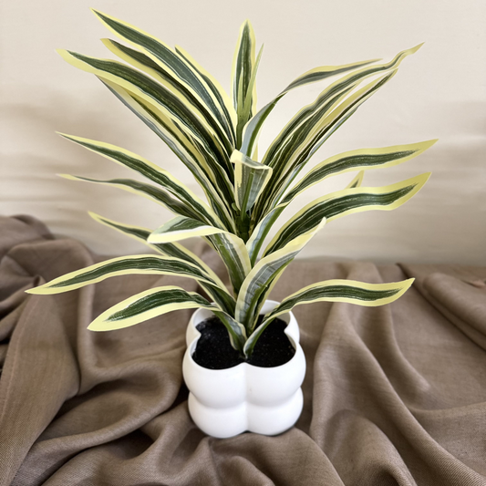 Snake Plant with Bubble Vase